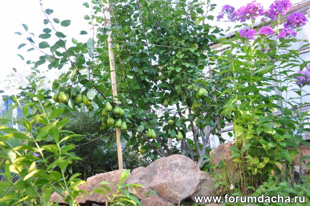 Груша Купава Описание Фото – Telegraph