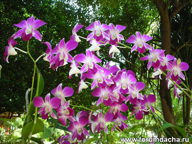 Dendrobium Sonia, Dendrobium Sonia 