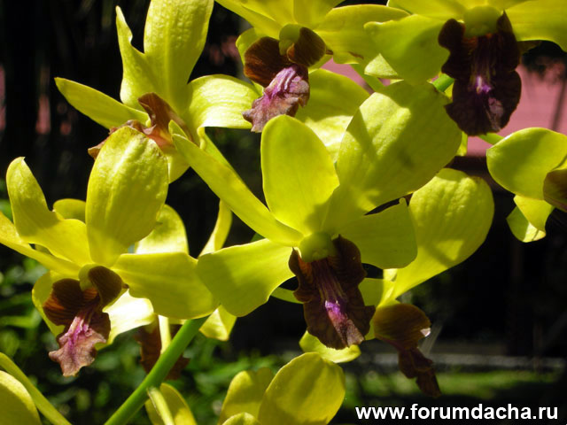 Dendrobium Emma Gold