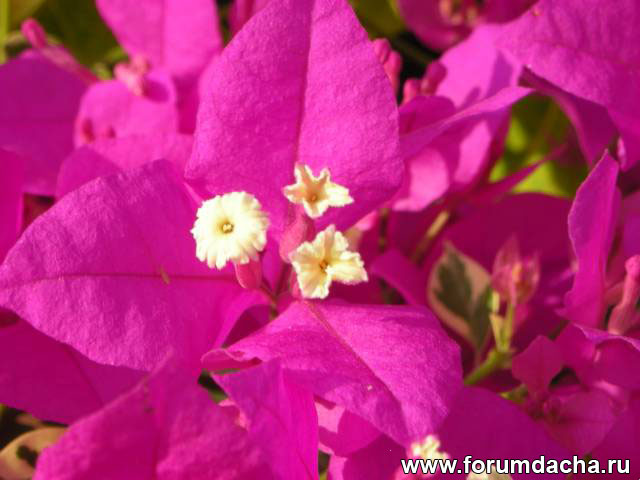  ,   , Bougainvillea