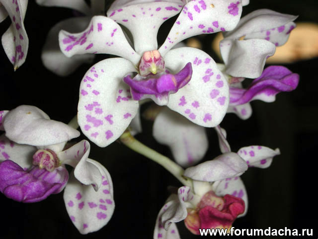 Rhynchostylis gigantea