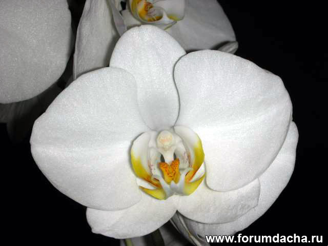орхидеи тайланда, орхидеи в тайланде, фото тайских орхидей