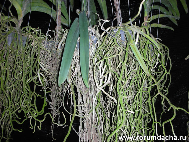 корни орхидей