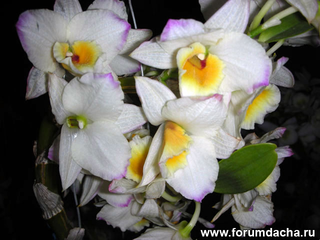 Dendrobium nobile