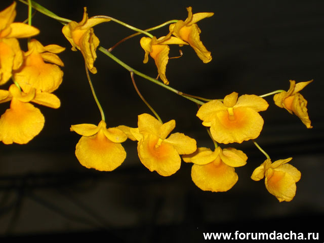 Dendrobium lindleyi