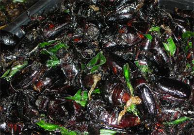 жаренные жуки, жаренные насекомые в Тайланде, в Тайланде жарят