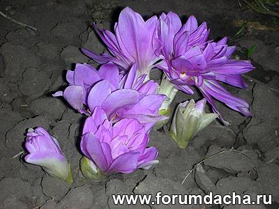  , Colchicum Waterlily