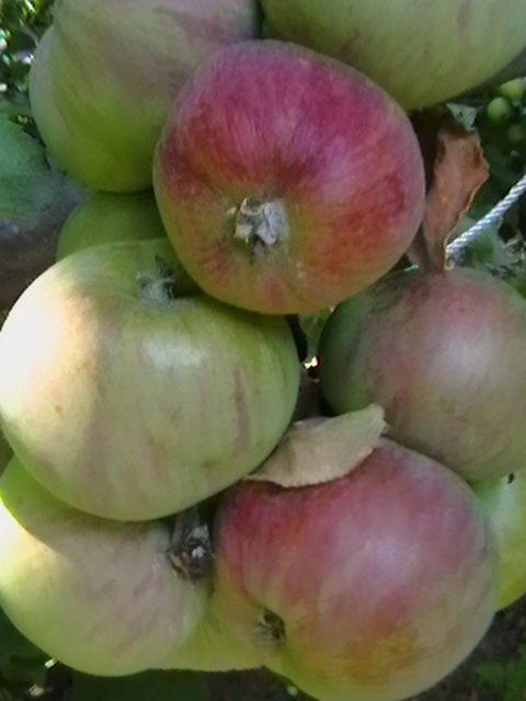 колонновидные яблони