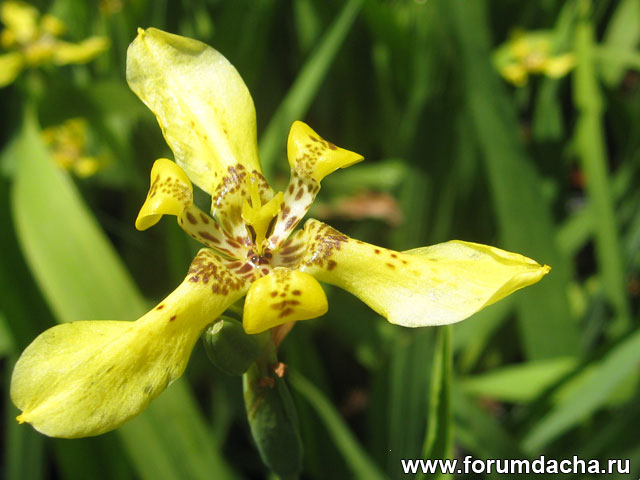 Шагающий ирис, ирис шагающий, ирис болотный, Neomarica longifolia, Apostle Plant, Yellow Walking Iris