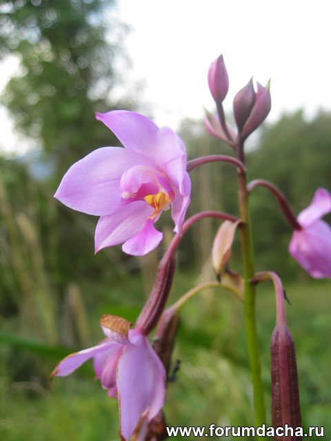 Земляная орхидея, Спатоглоттис складчатый, Spathoglottis plicata, Philippine ground orchid