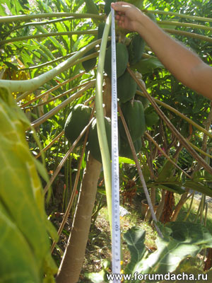 Растение папайя, высота папайи