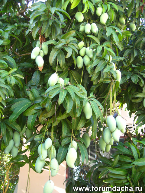 зеленое манго, green mango
