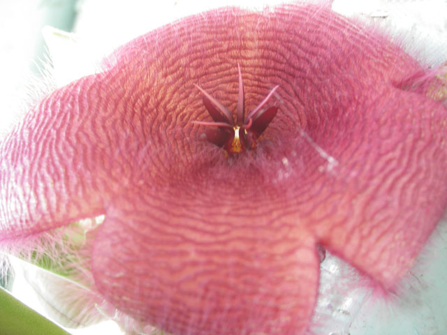 Stapelia grandiflora, Стапелия крупноцветковая