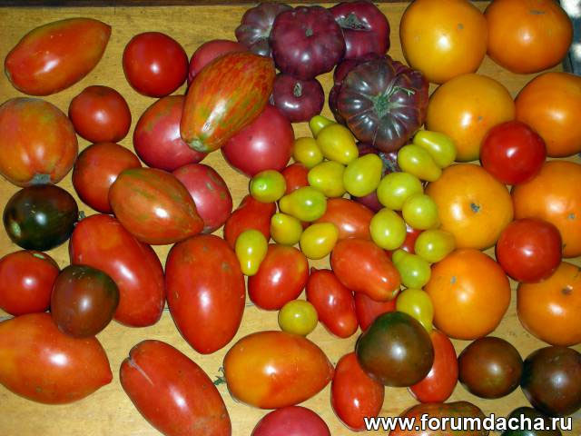 Сорта томатов для Ставропольского края названия, фото, описание