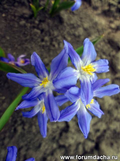  ,  ,  , Chionodoxa Luciliae