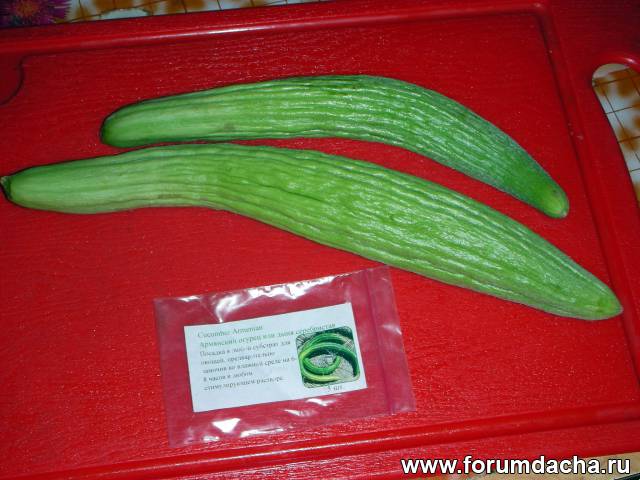  ,  ,  , Cucumber Armenian