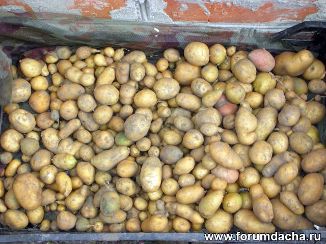 Картофель из семян. Опыт выращивания