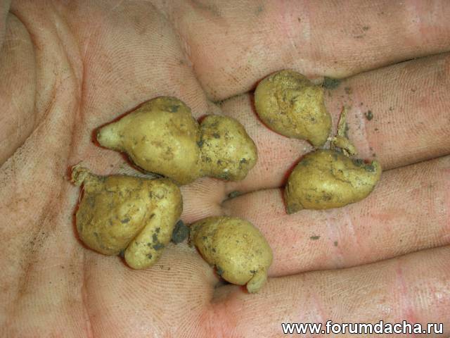 Картофель из семян, Вырастить картофель из семян