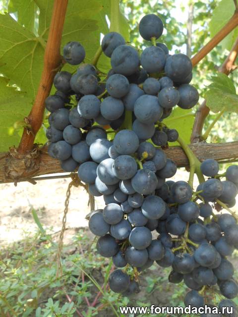 Picture-perfect Primitivo in Harney Lane's estate vineyard (Mokelumne Rivver-Lod