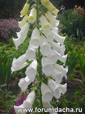 Digitalis