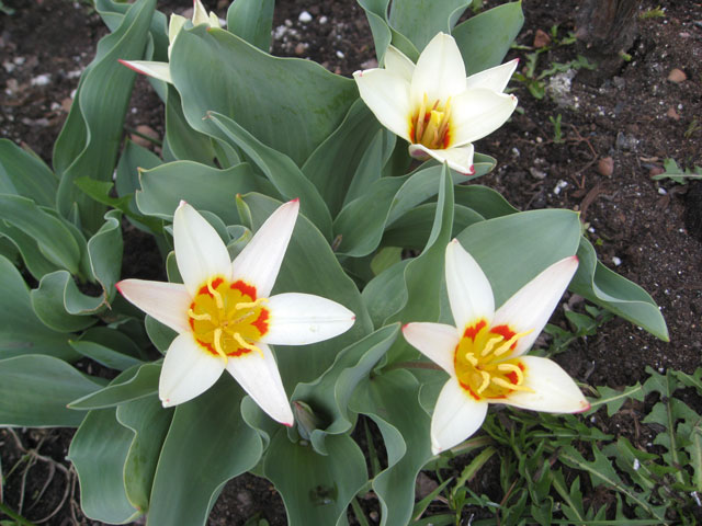 Ботанический тюльпан