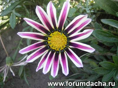 , , Gazania