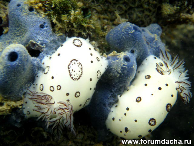 Голожаберные моллюски, Голожаберные моллюски фото