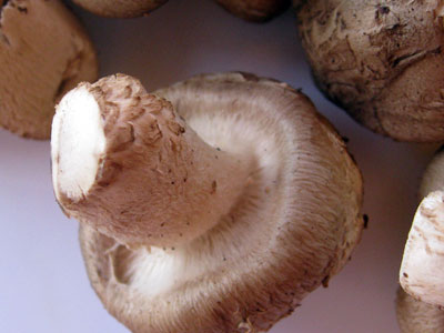 шиитаке, рецепты из шиитаке, грибы шии-таке, грибы шитаке, грибы шиитаке