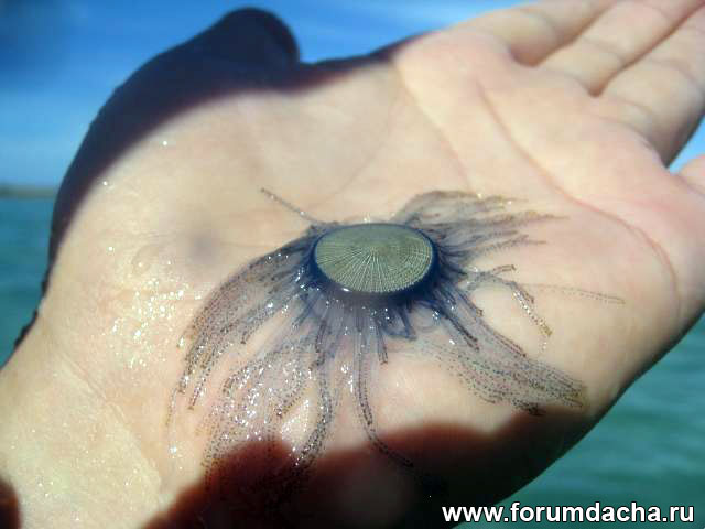личинка медузы