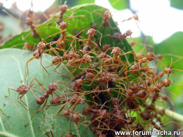 муравьи, рыжие муравьи, рыжие муравьи фото, рыжие муравьи в картинках