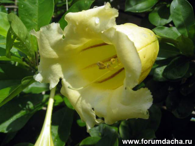 Соландра, Solandra grandiflora, Соландра крупноцветковая, Solandra