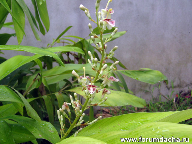  , Alpinia galanga, Languas galanga, Maranta galanga