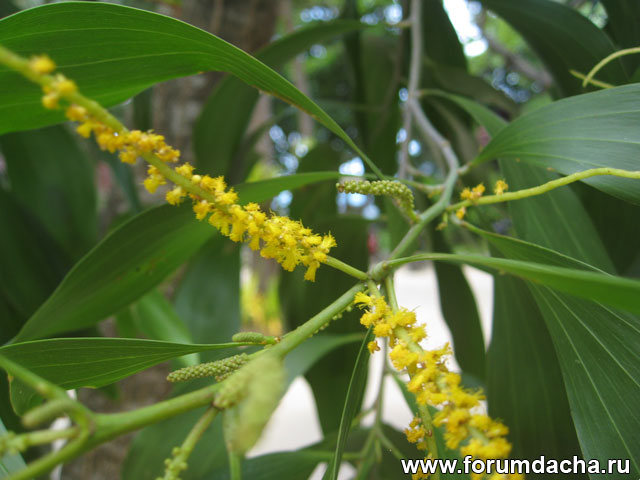 Acacia auriculiformis, Акация черная