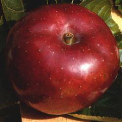 Почему на моих яблонях вырастают асимметричные плоды? Узнайте причину и возможные способы решения